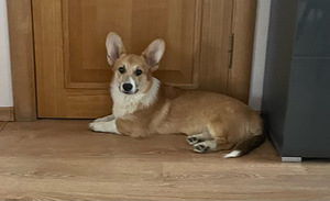 Walesi corgi pembroke (4 foto / 5)