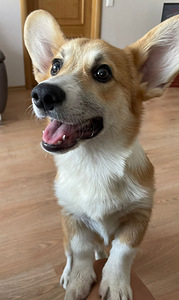 Walesi corgi pembroke (5 foto / 5)