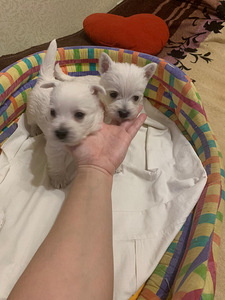 West white terrier (1 foto / 6)