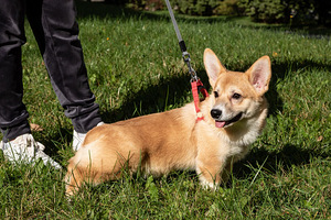 Wels corgi pembroke (7 foto / 10)