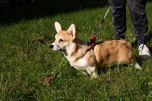 Wels corgi pembroke (8 foto / 10)
