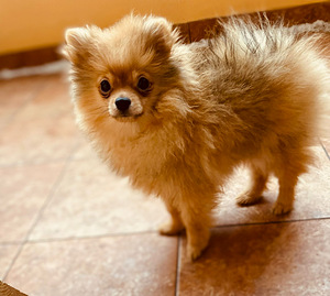 Pomeranian špic (2 foto / 3)