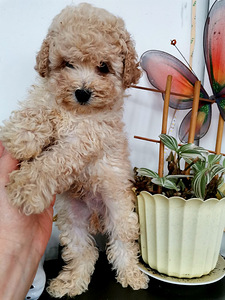 Toy puudel (5 foto / 5)
