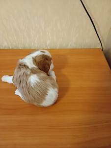 Кавалер Кинг Чарльз Спаниель (2 фото из 5)