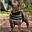 American pitbull terrier narttu (valokuva #1)