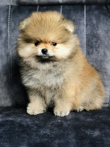 Poiss pomeranian spitz, FCI (1 foto / 2)