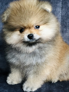 Poiss pomeranian spitz, FCI (2 foto / 2)