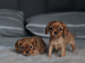 Cavalier King Charles Spaniel (2 foto / 6)
