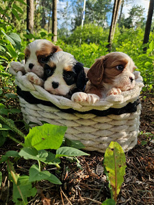 Cavalier King Charles spanjel (4 foto / 10)