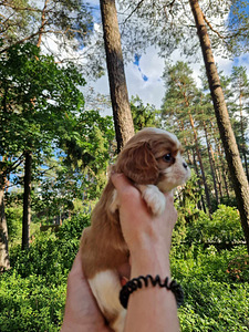 Cavalier King Charles spanjel (7 foto / 10)