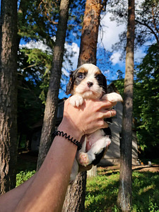 Cavalier King Charles spanjel (9 foto / 10)