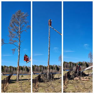 Puude mahavõtmine/lõikamine (2 foto / 5)