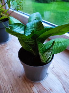 Sanseveria hanni (3 foto / 4)