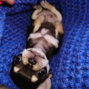 Ilusad chihuahua beebid (2 foto / 5)