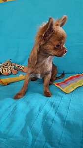 Chihuahua poiss ja tüdruk. 5 kuud (1 foto / 5)