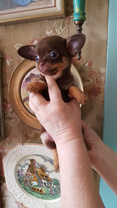 Сhihuahua-resev! (7 foto / 10)