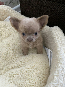 Haruldaste värvidega chihuahua beebid (5 foto / 10)