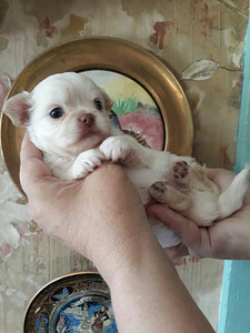BEEBI CHIHUAHUA HARULDANE TÜÜP (4 foto / 9)
