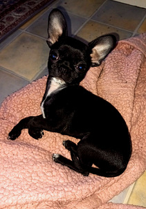 BEEBI CHIHUAHUA HARULDANE TÜÜP (7 foto / 9)