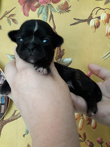 BEEBI CHIHUAHUA HARULDANE TÜÜP (9 foto / 9)