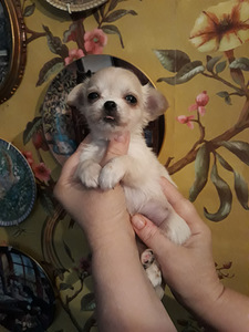 Imeline chihuahua beebi (miniatuurne) (1 foto / 1)