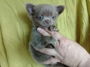 Haruldaste värvide chihuahua (6 foto / 10)