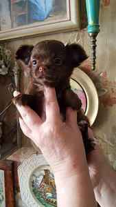 Haruldaste värvide chihuahua (8 foto / 10)