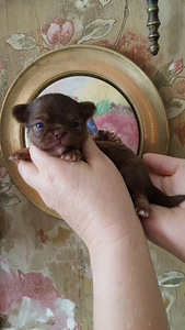 Haruldaste värvide chihuahua (9 foto / 10)
