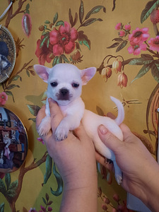 Chihuahua beebid (4 foto / 10)