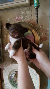 Chihuahua beebid (8 foto / 10)
