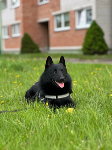 Ilus mees otsib schipperke pruuti paarituseks (1 foto / 8)