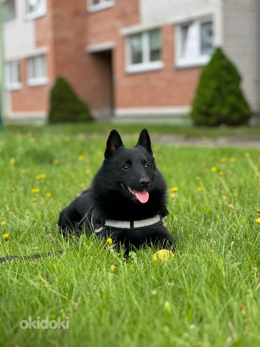 Ilus mees otsib schipperke pruuti paarituseks