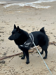 Ilus mees otsib schipperke pruuti paarituseks (2 foto / 8)