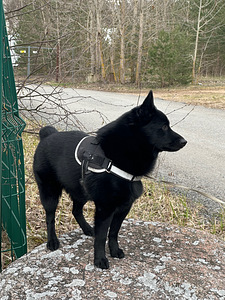 Ilus mees otsib schipperke pruuti paarituseks (3 foto / 8)