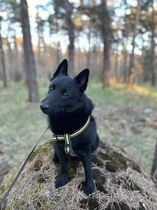 Ilus mees otsib schipperke pruuti paarituseks (5 foto / 8)