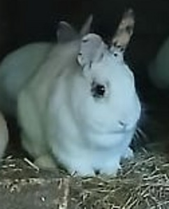 Отдается кролик