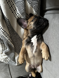 Prantsuse buldogi kutsikas (5 foto / 6)