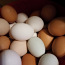 Свежие домашние яйца (фото #1)