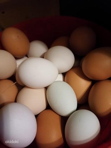Värsked munad (foto #1)