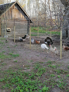 Свежие домашние яйца (2 фото из 2)