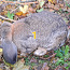 Кролик французкий баран (фото #1)