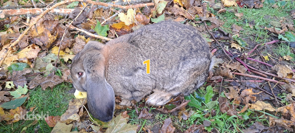 Кролик французкий баран (фото #1)