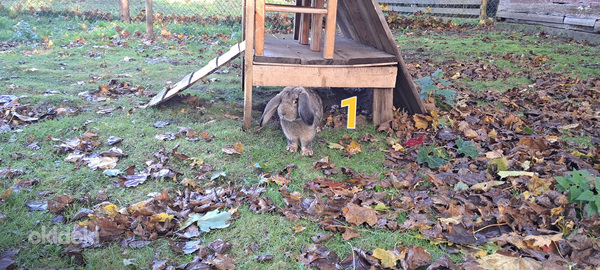 Кролик французкий баран (фото #3)