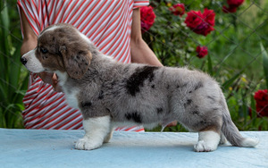Kutsika Welsh Corgi kardigan (1 foto / 10)