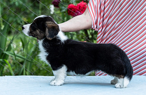 Kutsika Welsh Corgi kardigan (2 foto / 10)
