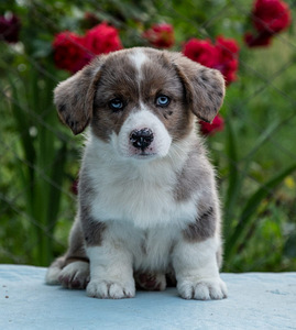 Kutsika Welsh Corgi kardigan (4 foto / 10)