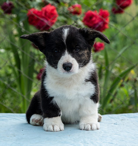Kutsika Welsh Corgi kardigan (5 foto / 10)