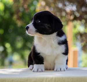 Kutsika Welsh Corgi kardigan (8 foto / 10)