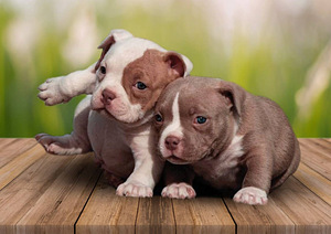 Kutsikad American Bully (5 foto / 7)