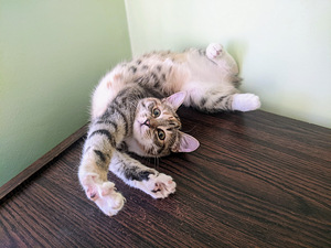 Kiisu/Kitten (tüdruk) väga ilus/väga ilus 3 kuud. (3 foto / 4)